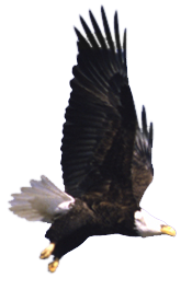 Photo of a bald eagle in flight by Michael Kramer.