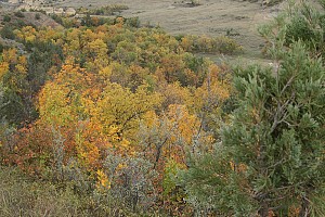 Original photo from Paradise Ridge Resort taken by professional photographer Mike Kramer.